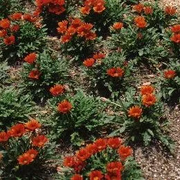 thumbnail for publication: Gazania x 'Bronze Red' Bronze Red Gazania